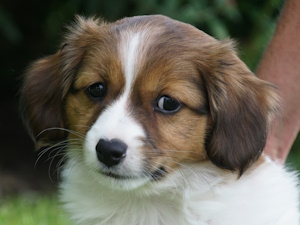 Hidde (Sammie)